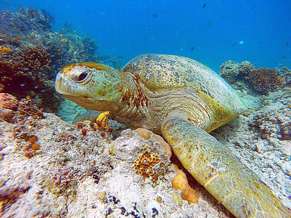 Scuba Tiger Semporna Holiday Resort Exterior foto