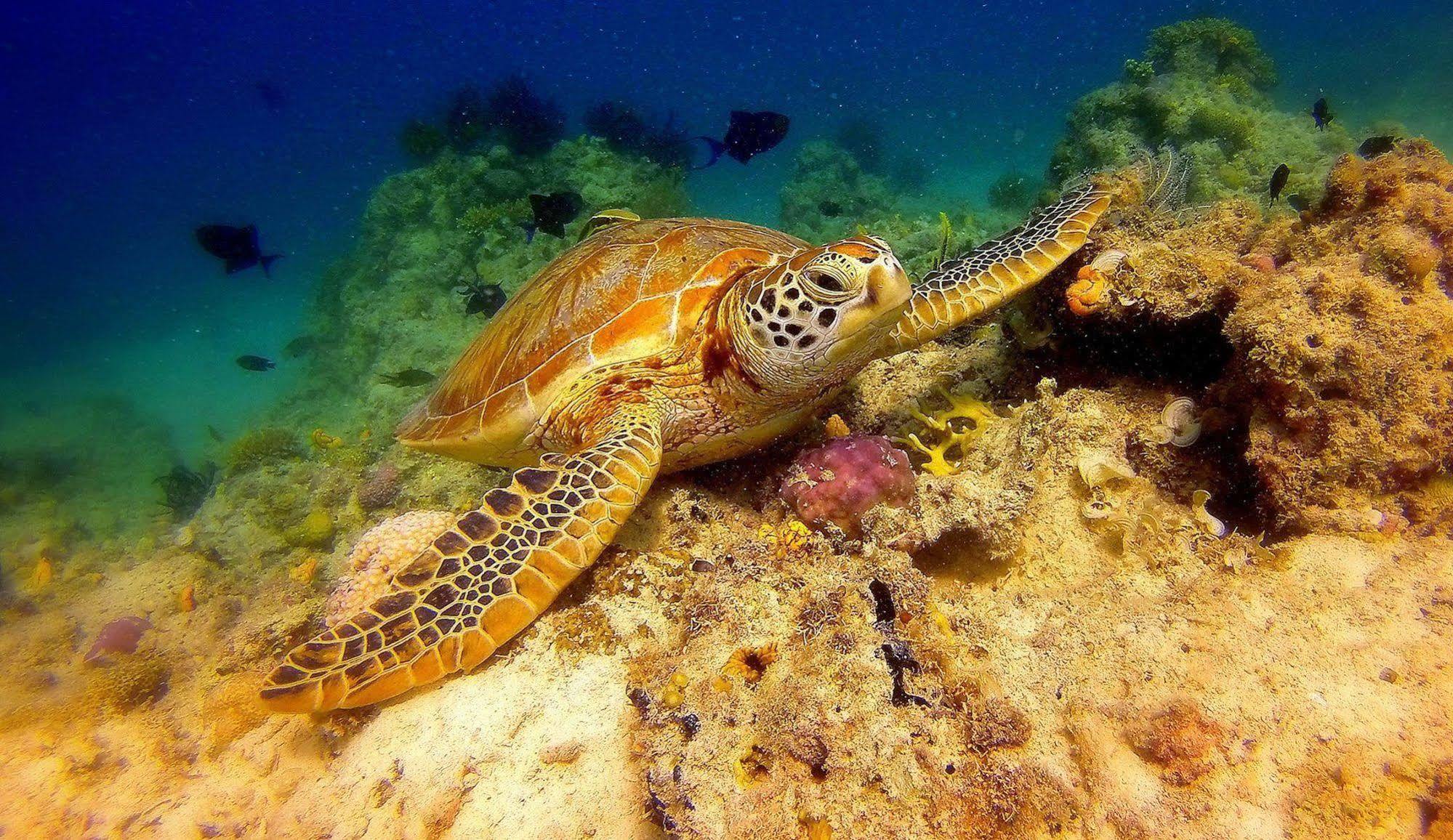 Scuba Tiger Semporna Holiday Resort Exterior foto